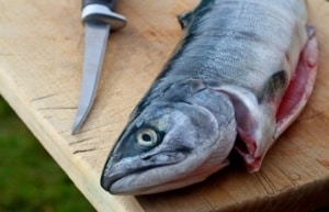 Filleting Silver Salmon